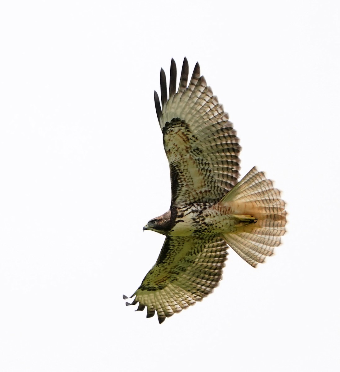 Red-tailed Hawk (costaricensis) - ML460650741