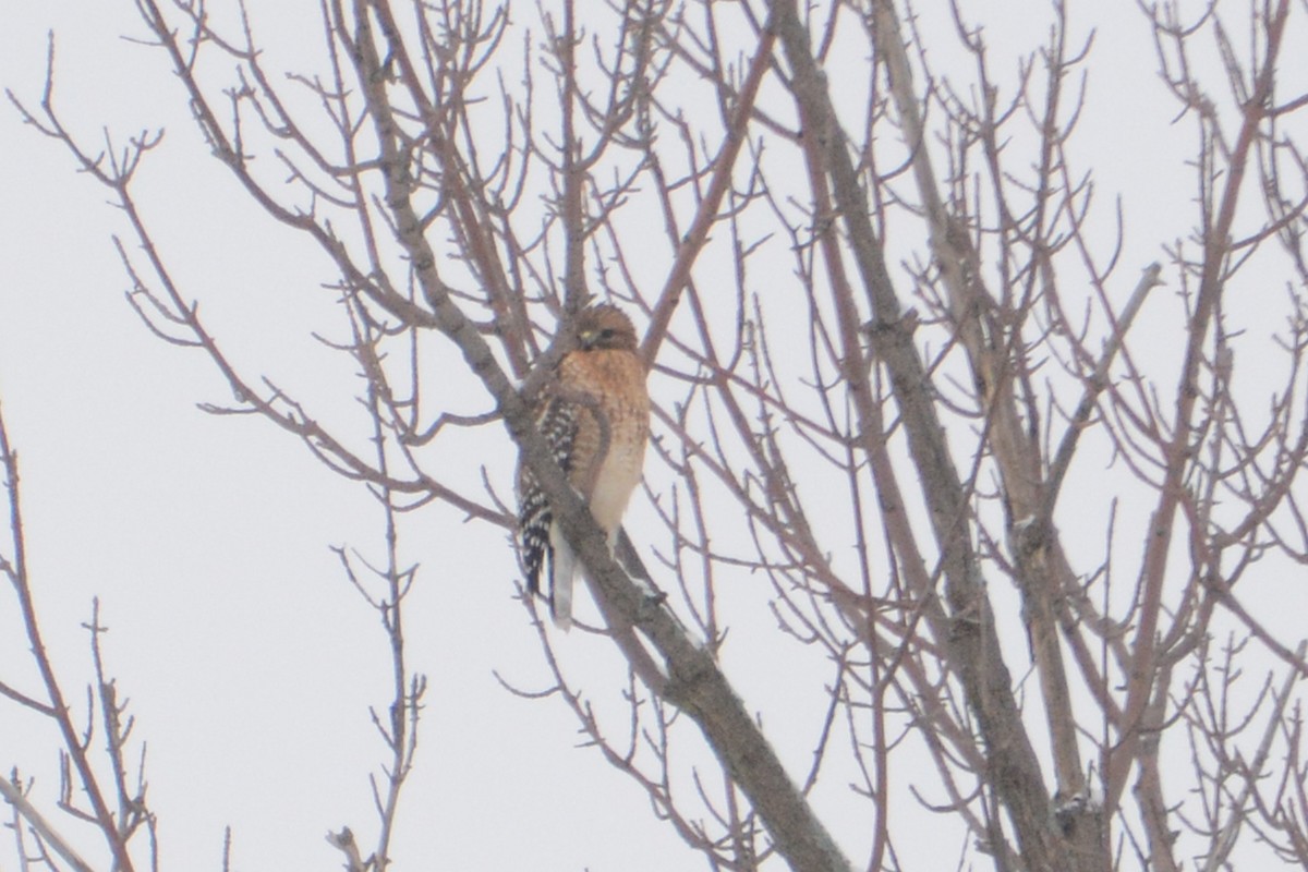 Red-shouldered Hawk - Marie O'Neill