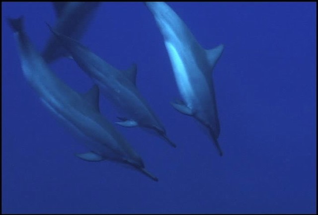 Hawaiian Spinner Dolphin - ML460653