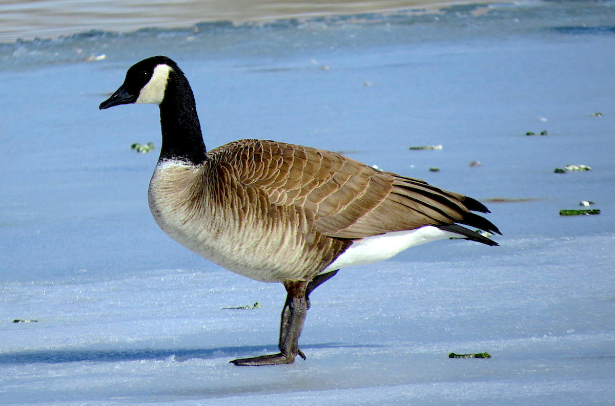 Canada Goose (canadensis Group) - ML46065331