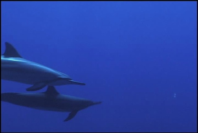 Hawaiian Spinner Dolphin - ML460654