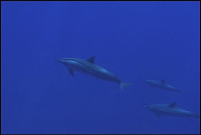 Hawaiian Spinner Dolphin - ML460655