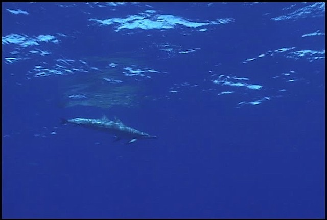 Hawaiian Spinner Dolphin - ML460656
