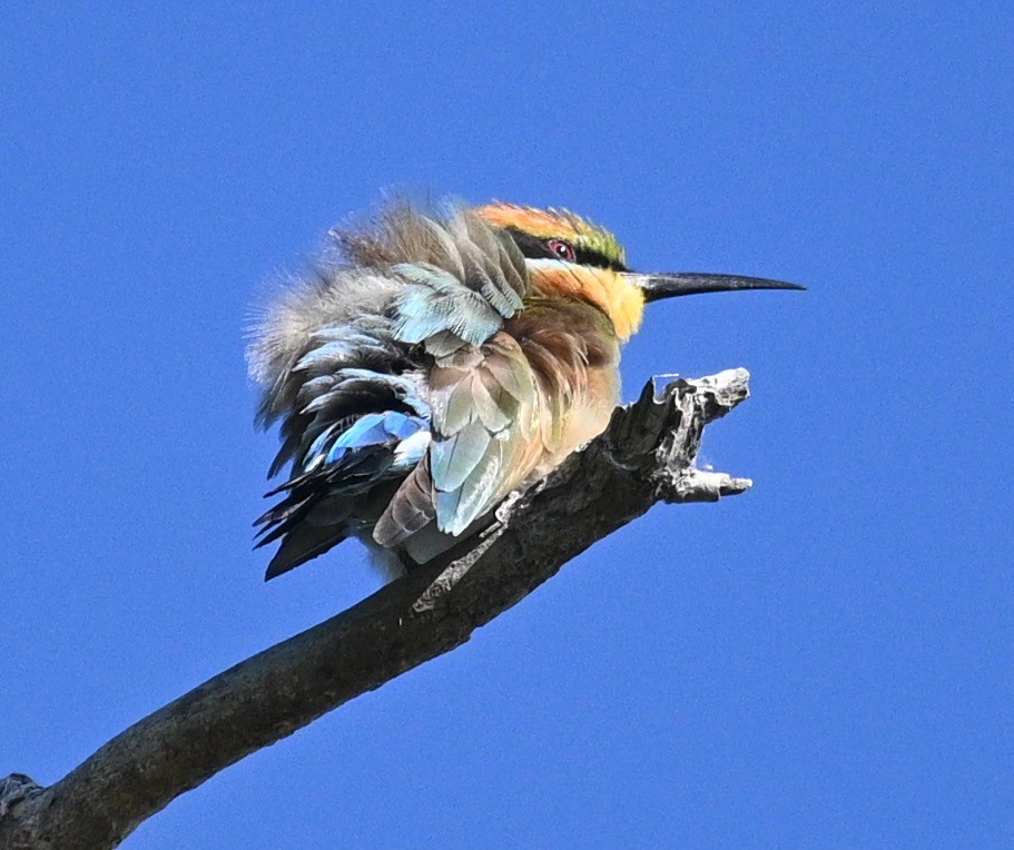 Rainbow Bee-eater - ML460658191