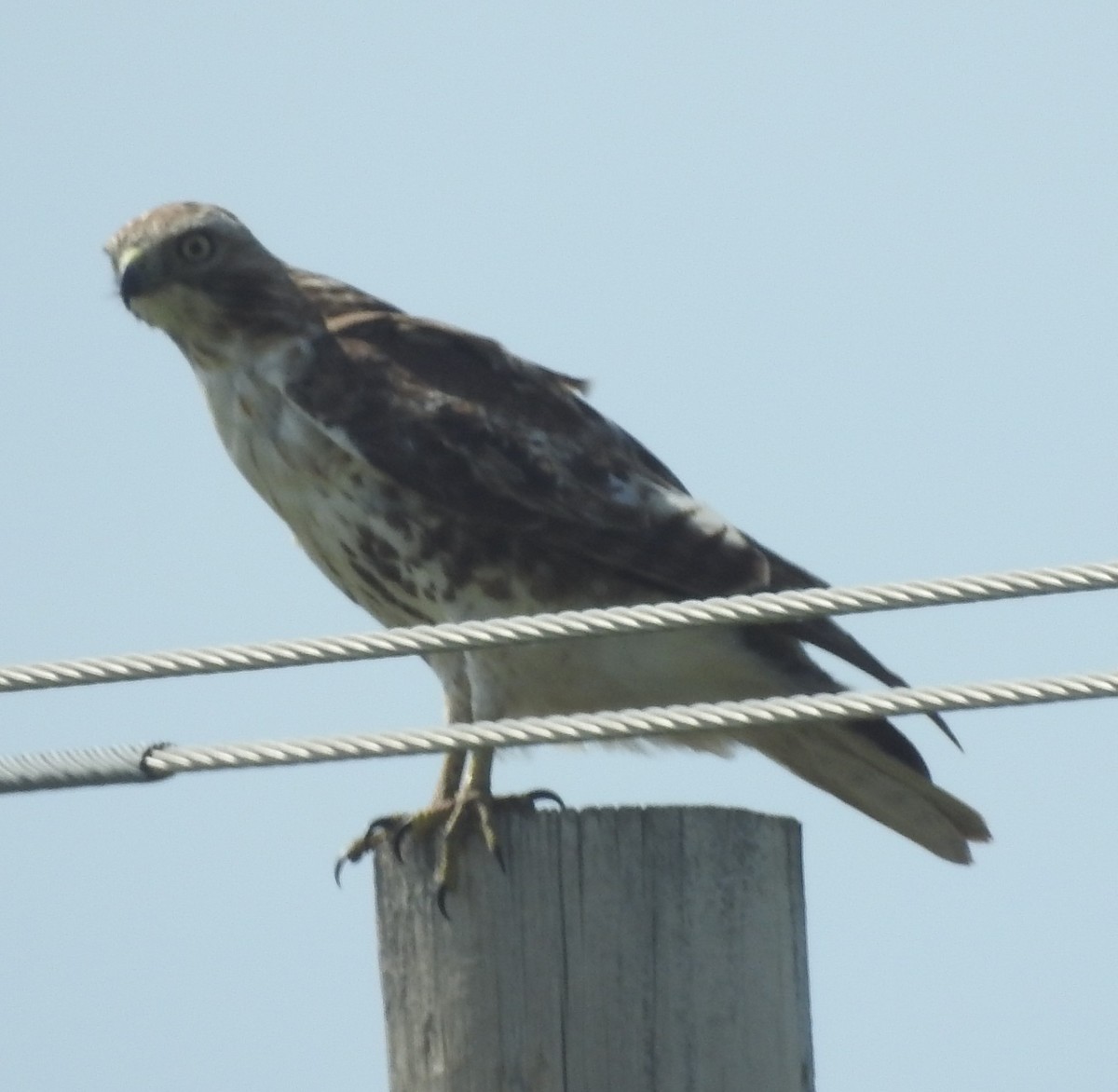Red-tailed Hawk - ML460658441