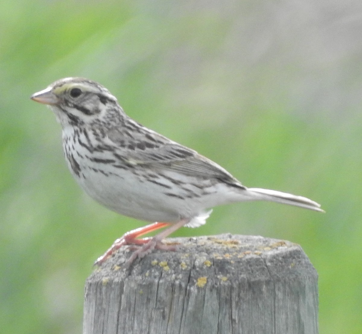 Savannah Sparrow - ML460658491