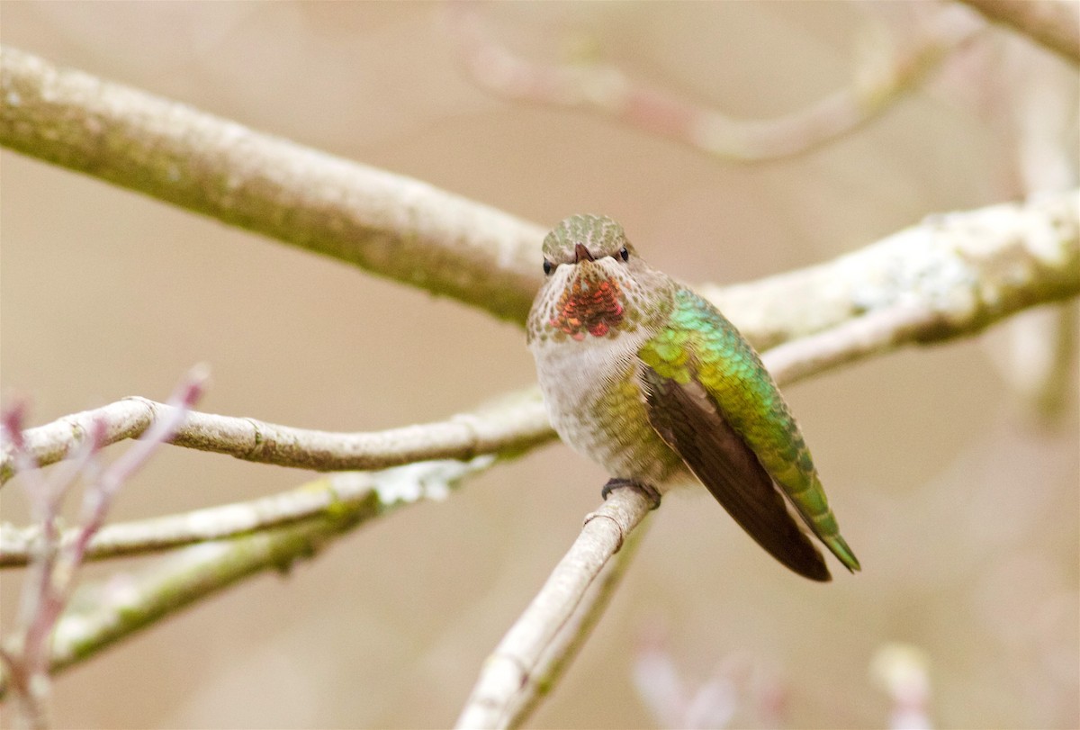 Anna's Hummingbird - ML46066201