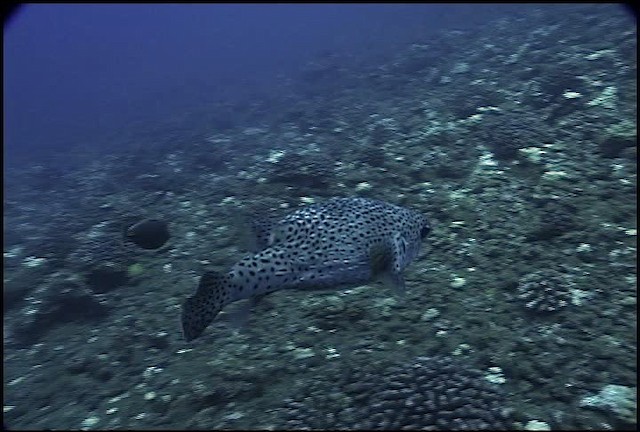 Black-spotted porcupinefish - ML460663