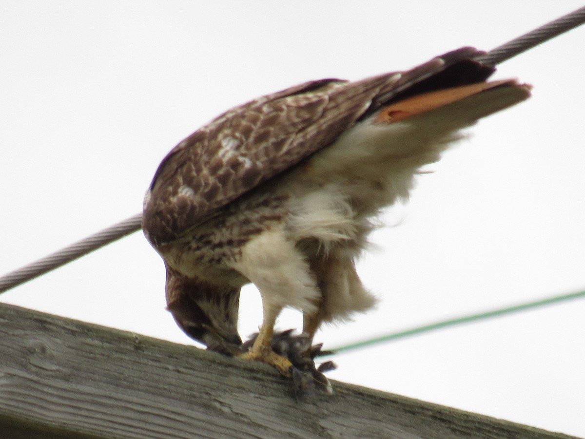 Red-tailed Hawk - ML460667061