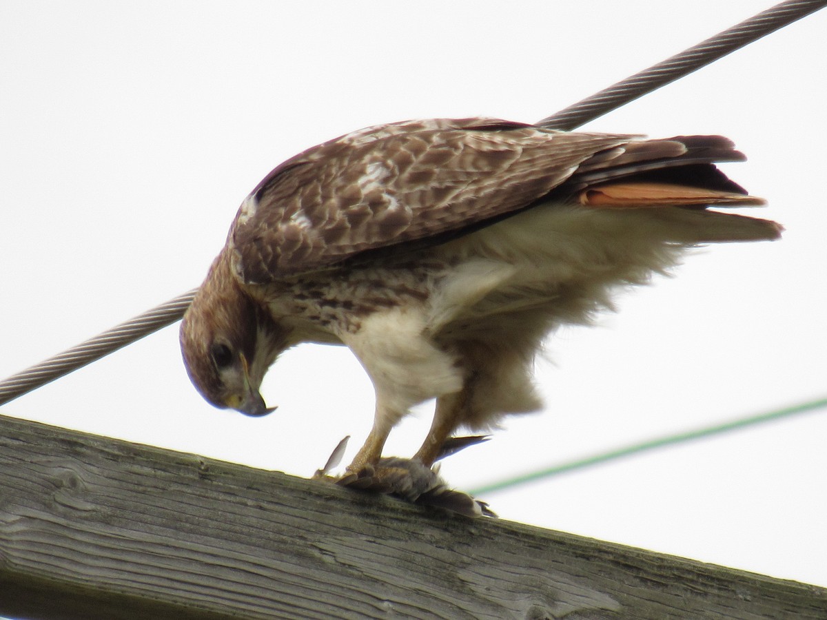 Red-tailed Hawk - ML460667081