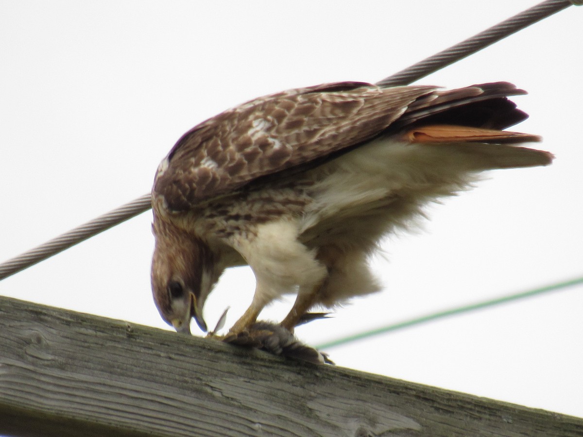 Red-tailed Hawk - Allie Cushin