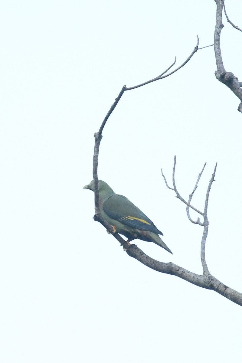Thick-billed Green-Pigeon - ML460675681