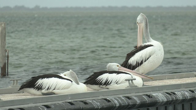 pelikán australský - ML460680911