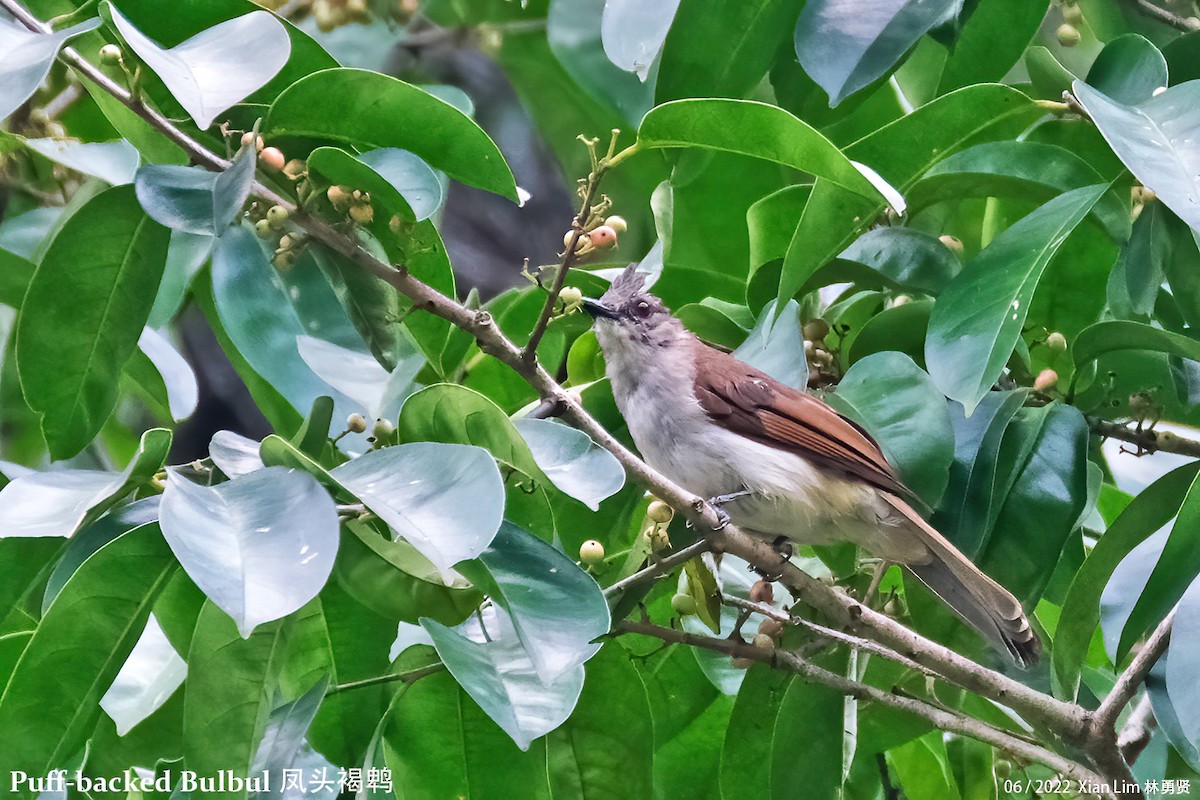 Puff-backed Bulbul - Lim Ying Hien
