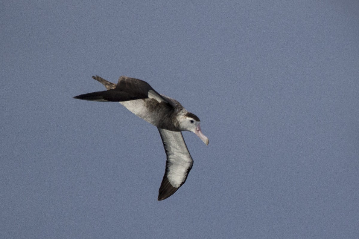 Antipodean Albatross (New Zealand) - ML460687121