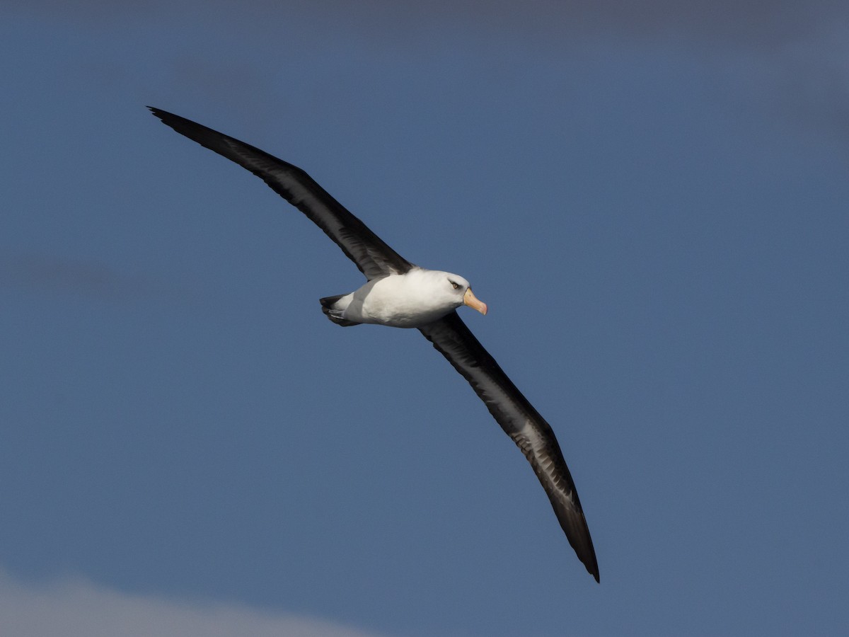 Kara Kaşlı Albatros (impavida) - ML460687161