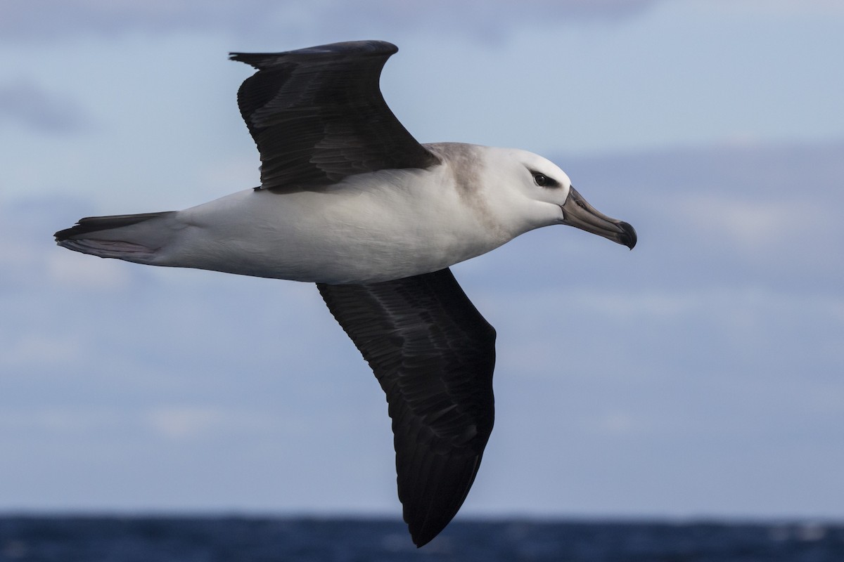 Black-browed Albatross (Campbell) - Oscar Thomas