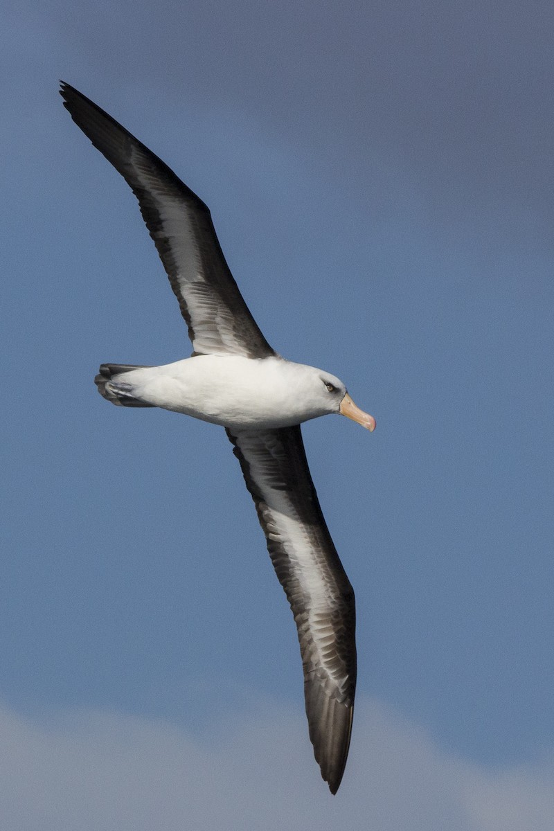 Kara Kaşlı Albatros (impavida) - ML460687181