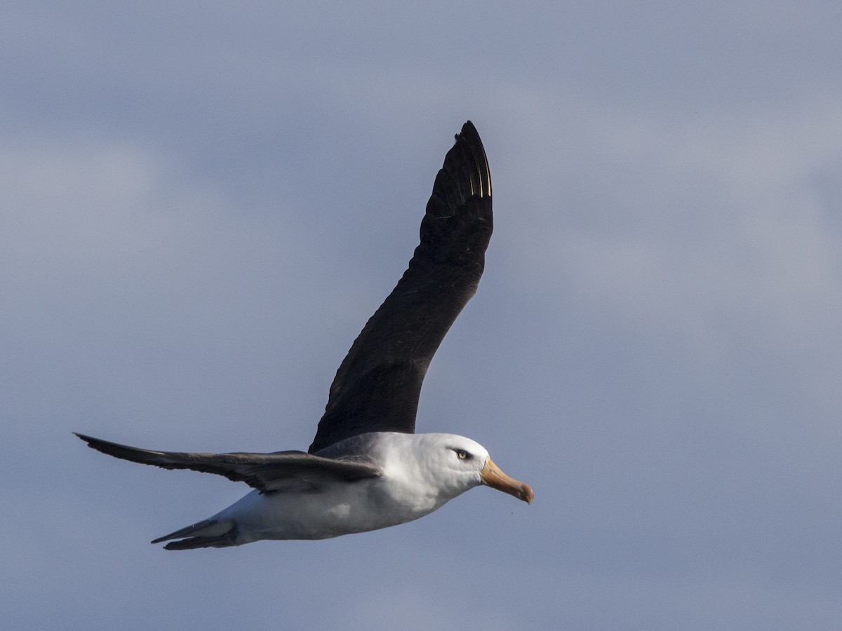 Kara Kaşlı Albatros (impavida) - ML460687191