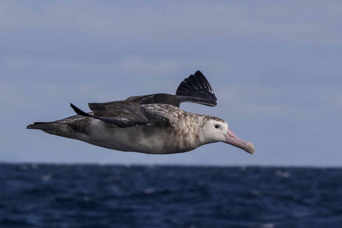 Snowy/Tristan/Antipodean Albatross - Oscar Thomas