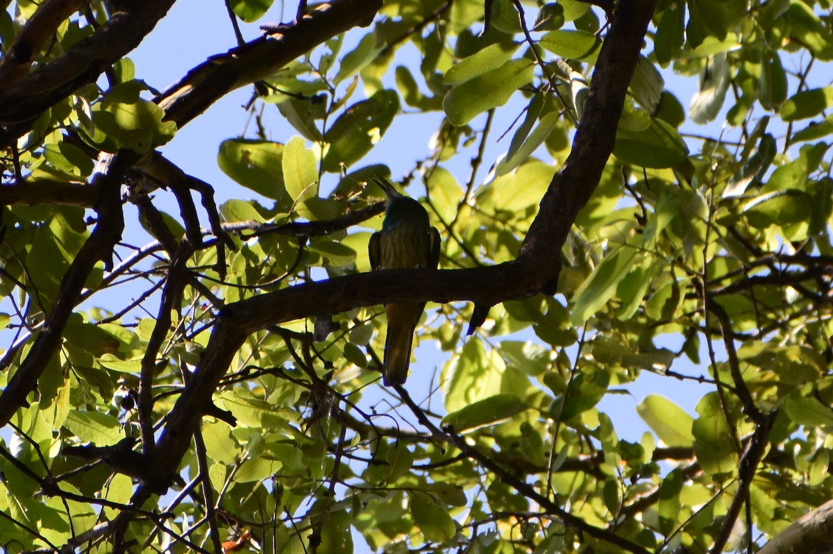 Blue-bearded Bee-eater - Anbu Damodaran
