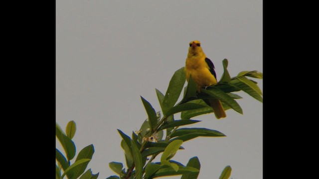 Indian Golden Oriole - ML460695021