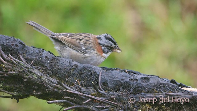 Rufous-collared Sparrow (Rufous-collared) - ML460695451
