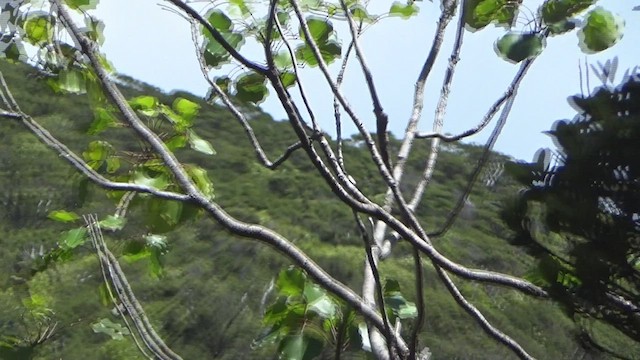 Apapanekleidervogel - ML460695811