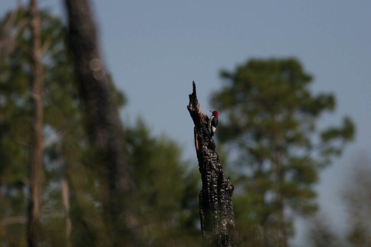 Red-headed Woodpecker - ML460703451