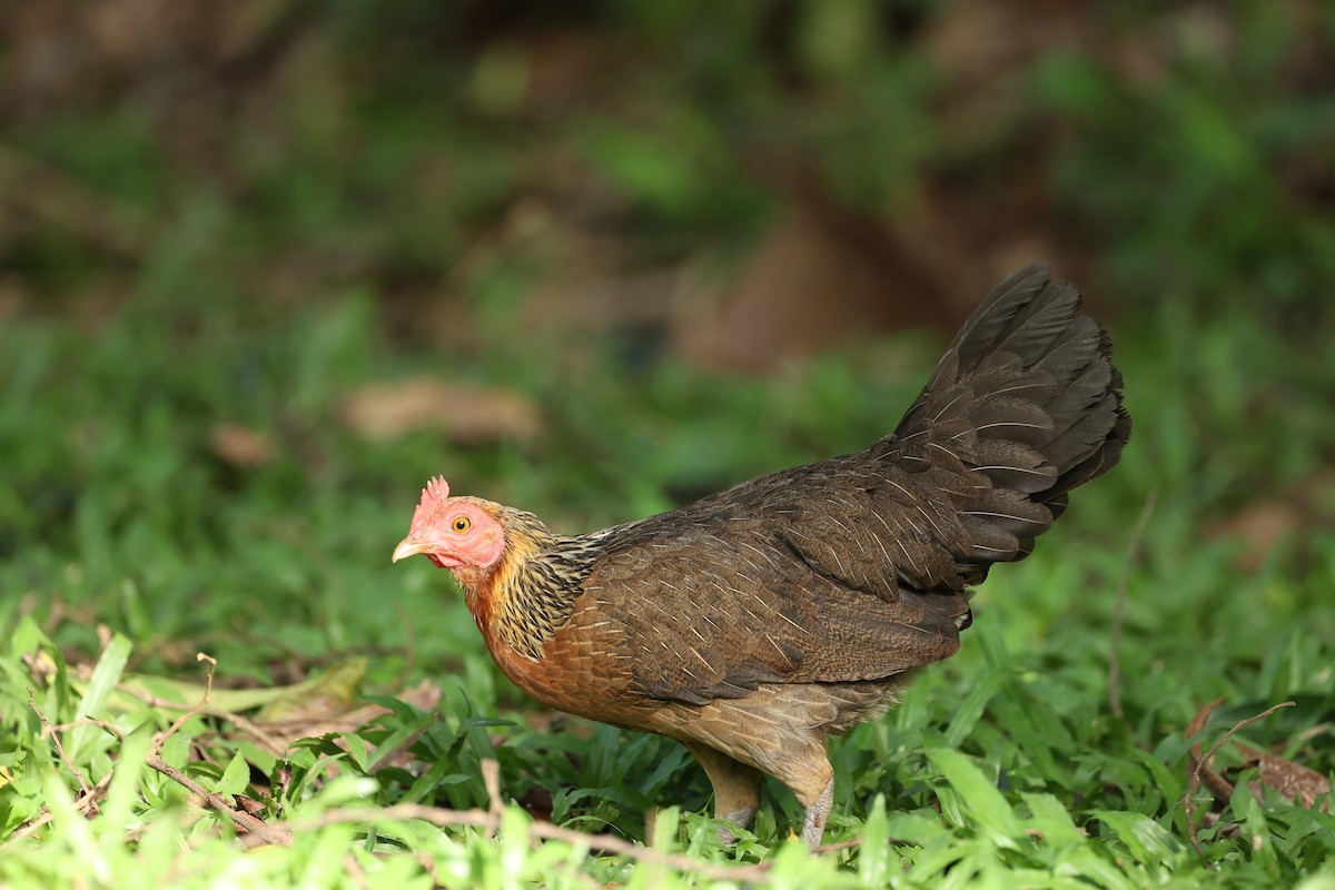 Ml460703701 Red Junglefowl Macaulay Library