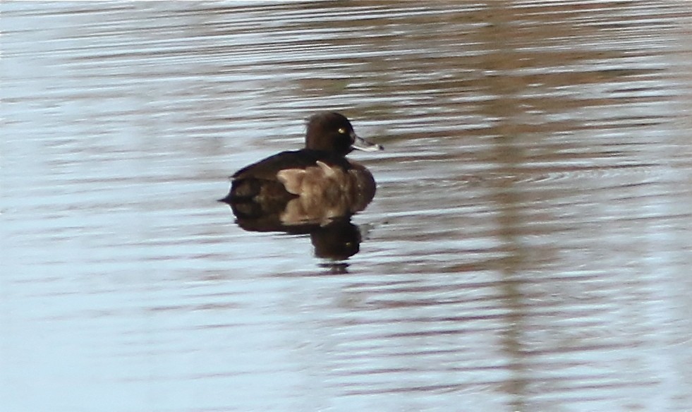 Tufted Duck - Don Roberson