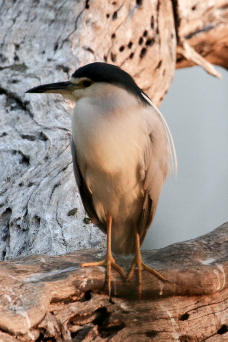 Black-crowned Night Heron - Michael Weaver
