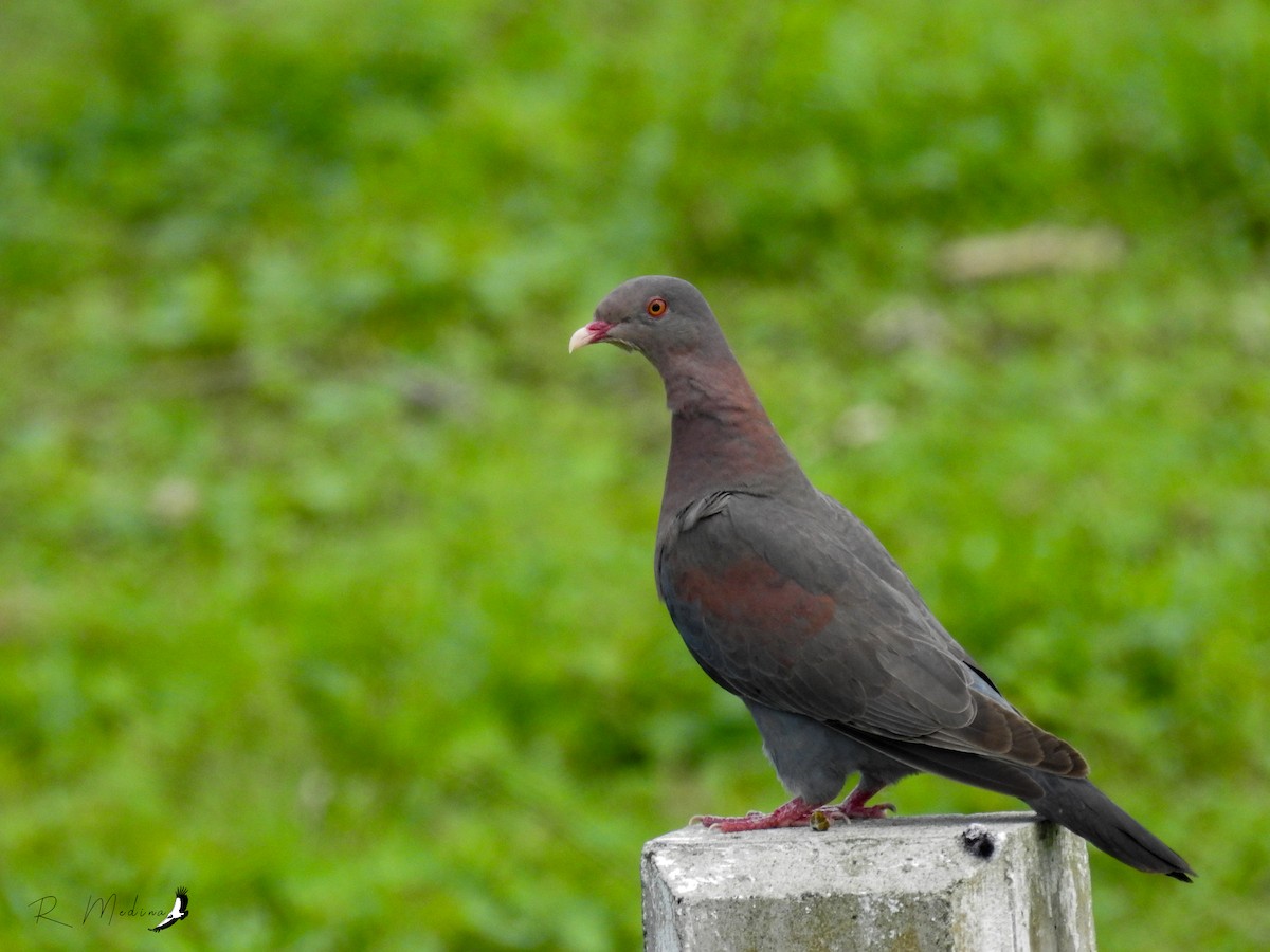 Red-billed Pigeon - Roberto Medina