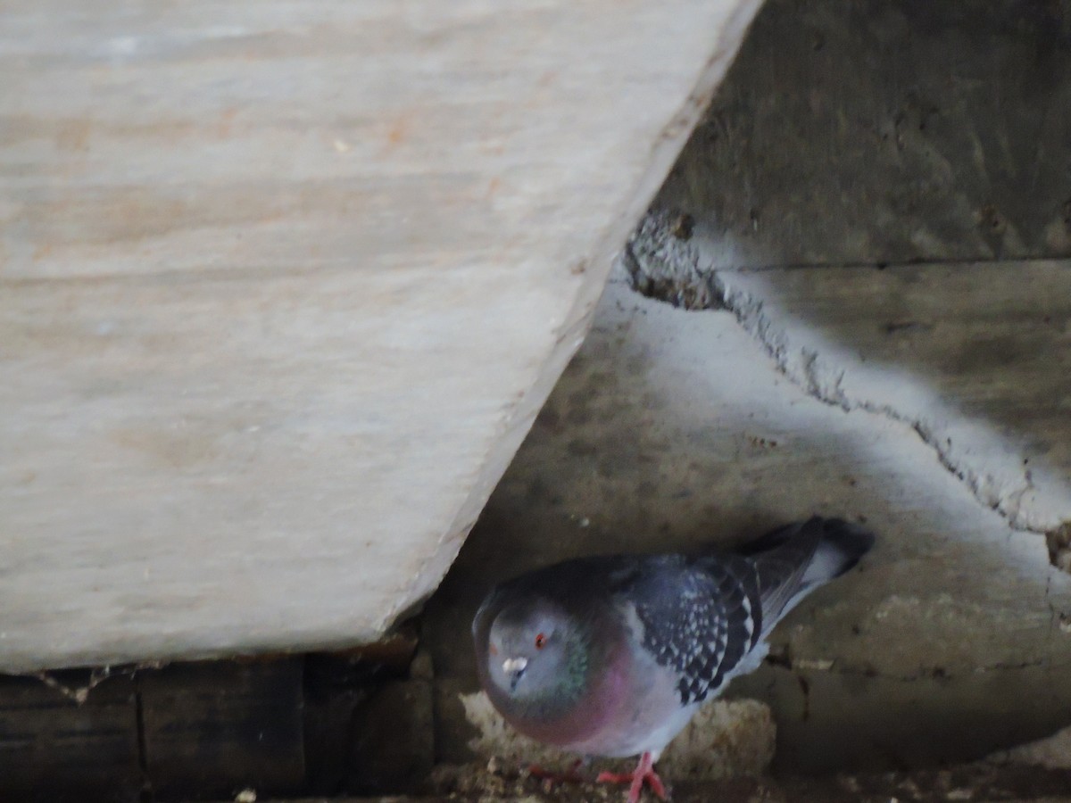 Rock Pigeon (Feral Pigeon) - ML46071871