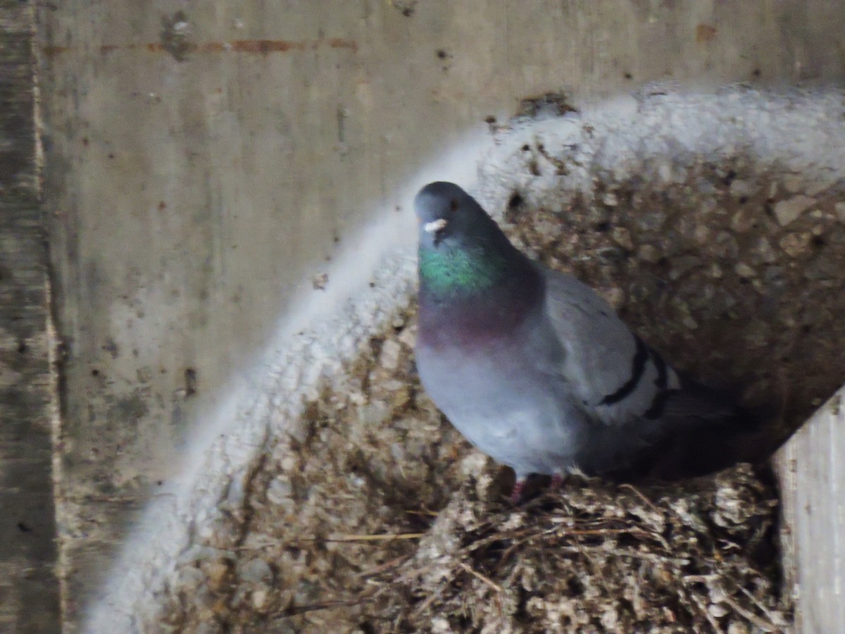 Rock Pigeon (Feral Pigeon) - ML46071881