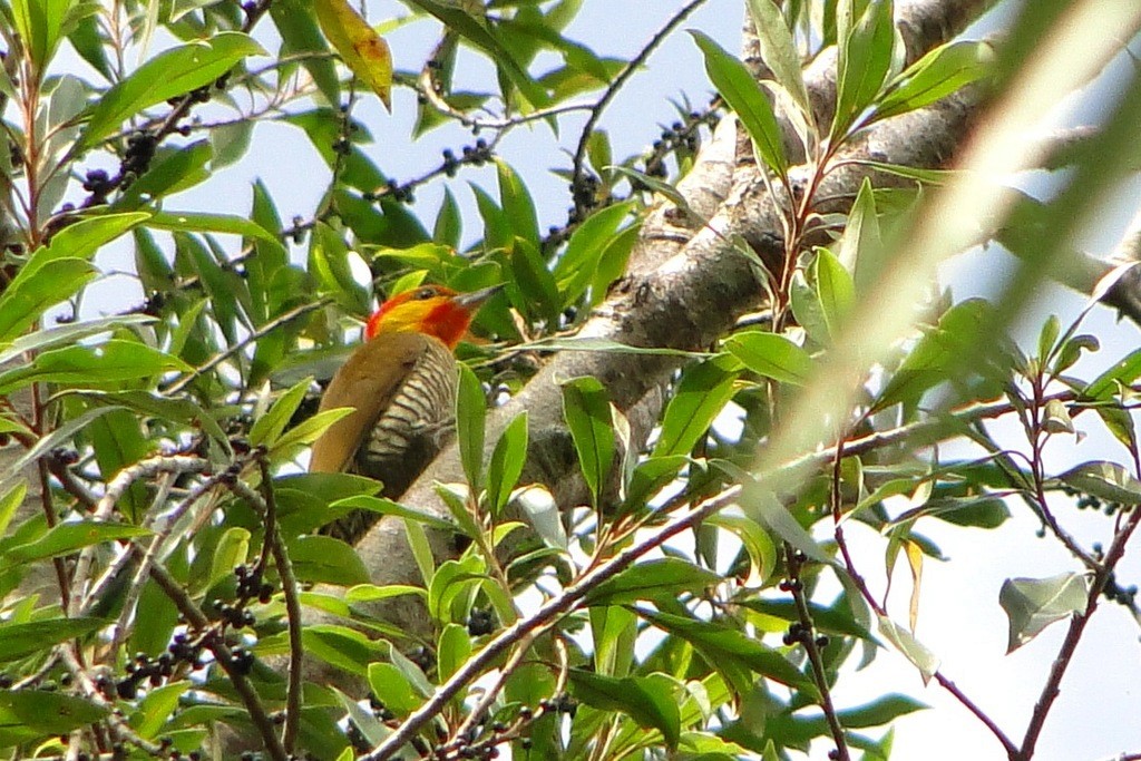Yellow-throated Woodpecker - Carlos Otávio Gussoni