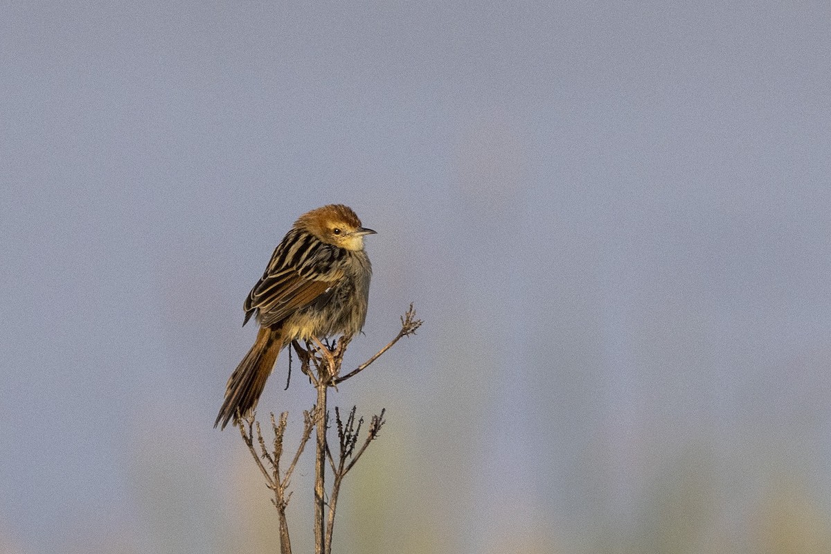 Zitting Cisticola (African) - Niall D Perrins