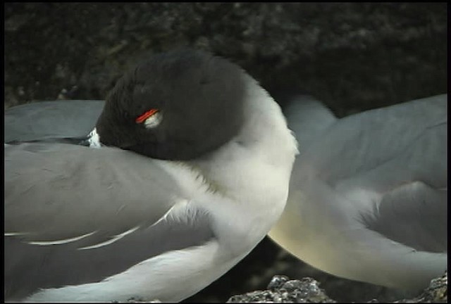 Swallow-tailed Gull - ML460728