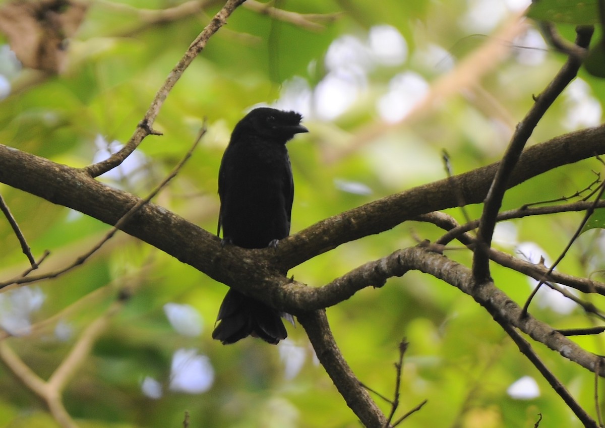 Greater Racket-tailed Drongo - ML460728401