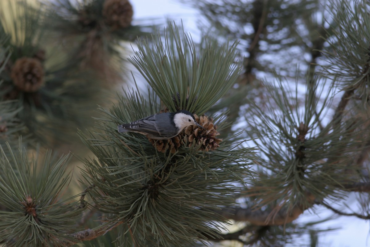 White-breasted Nuthatch (Interior West) - ML460730711