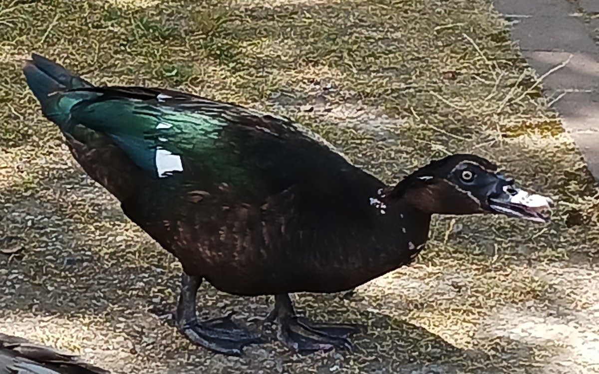 Muscovy Duck (Domestic type) - ML460732581