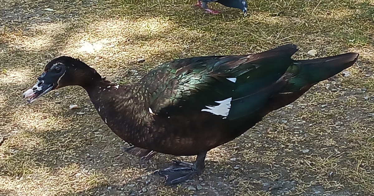 Muscovy Duck (Domestic type) - ML460732591
