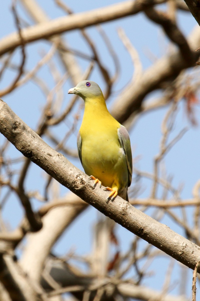 Yellow-footed Green-Pigeon - Michael Weaver