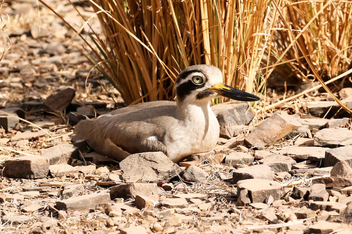 Great Thick-knee - Michael Weaver