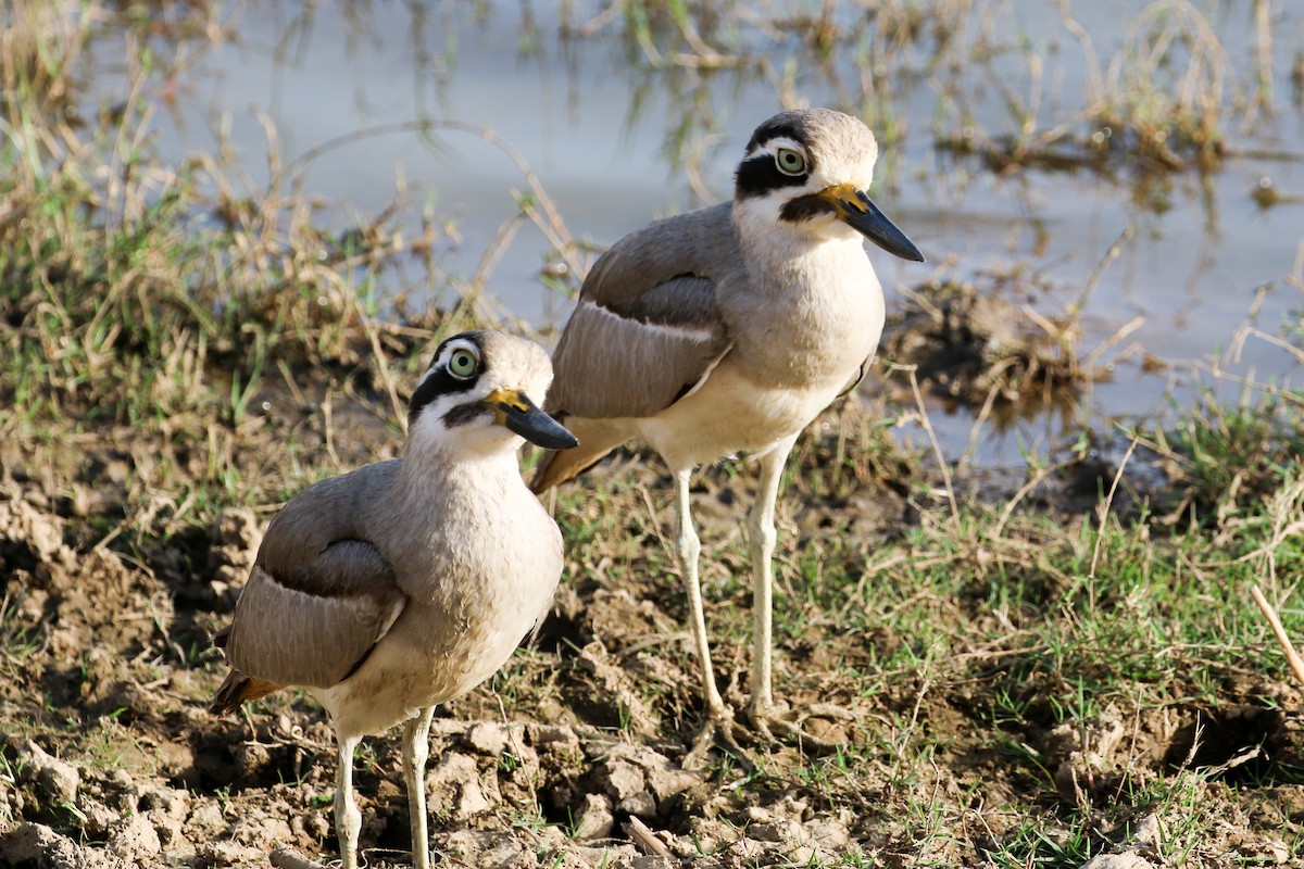 Great Thick-knee - Michael Weaver