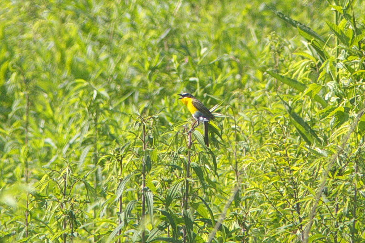 Yellow-breasted Chat - ML460739101