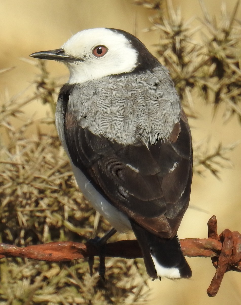 White-fronted Chat - Colin Trainor