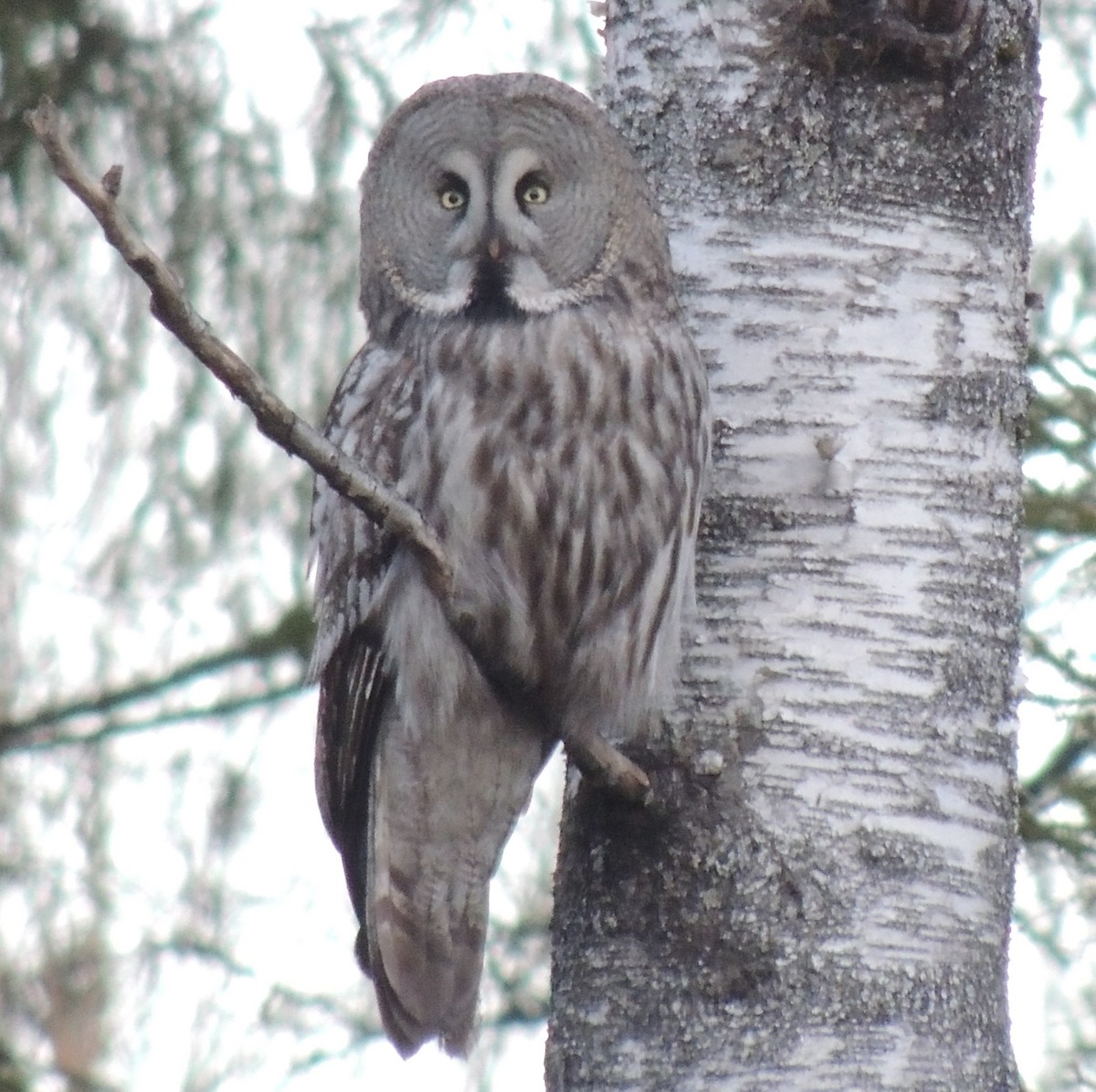 Great Gray Owl (Lapland) - ML460750961
