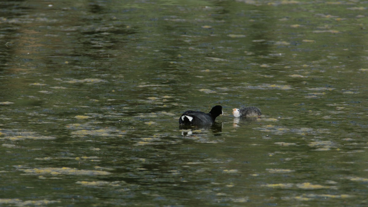 American Coot (Red-shielded) - ML460751781
