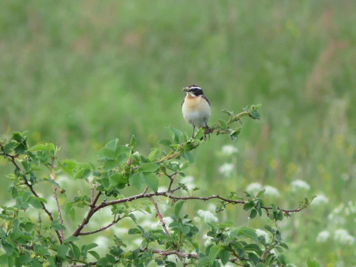Whinchat - ML460752271